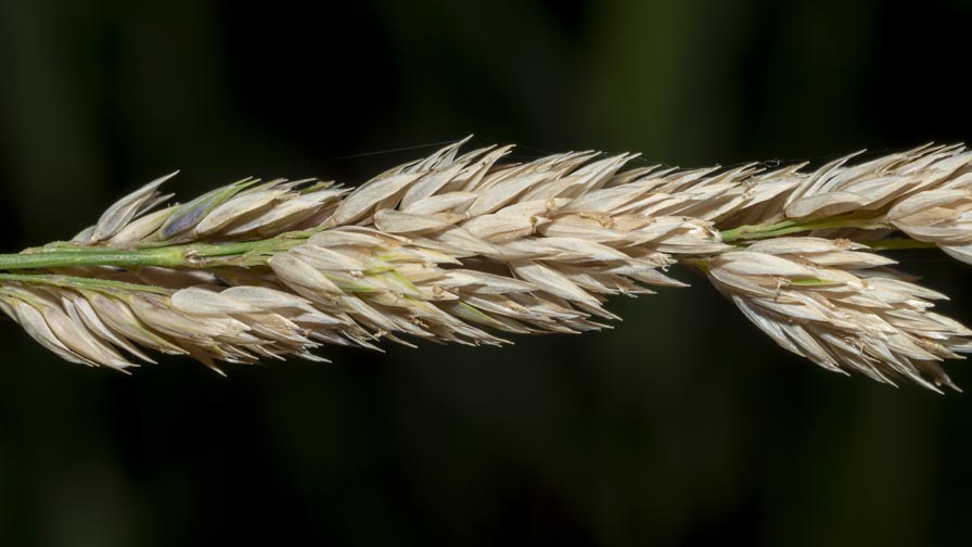 Poaceae ambiente umido montano: Phalaris arundinacea